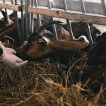 A person feeds goats in a barn, emphasizing farm care and livestock management.