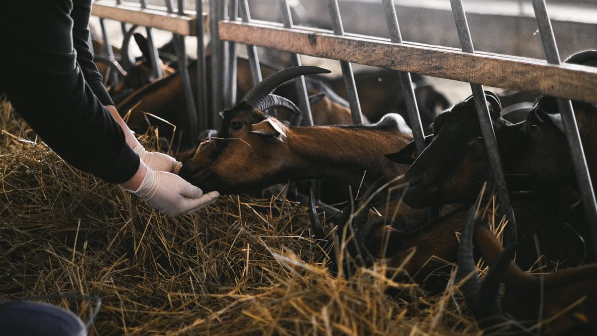 A person feeds goats in a barn, emphasizing farm care and livestock management.